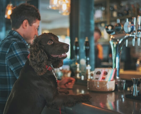 A dog stood at the bar in a pub