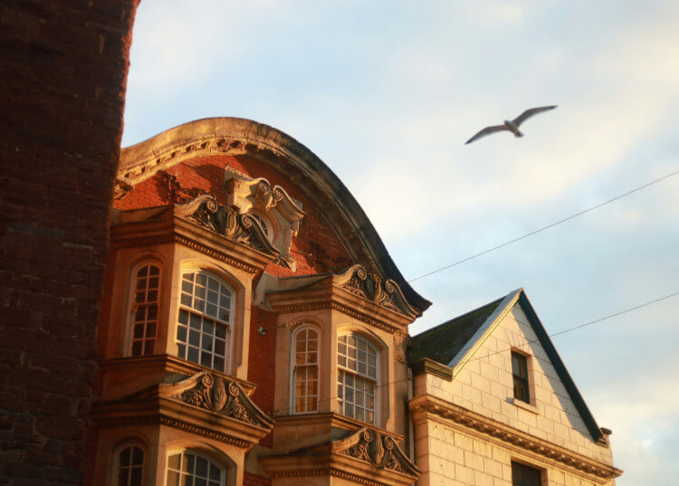 Bird flying over a town in South Devon