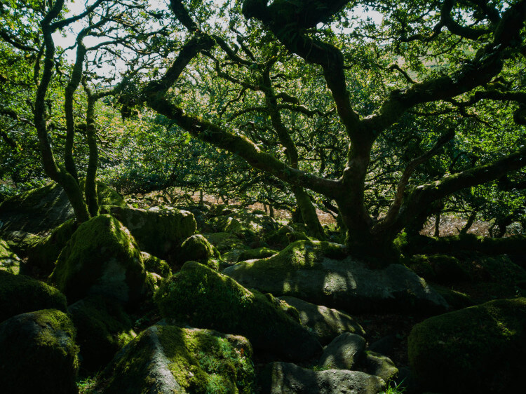 Dartmoor woodland